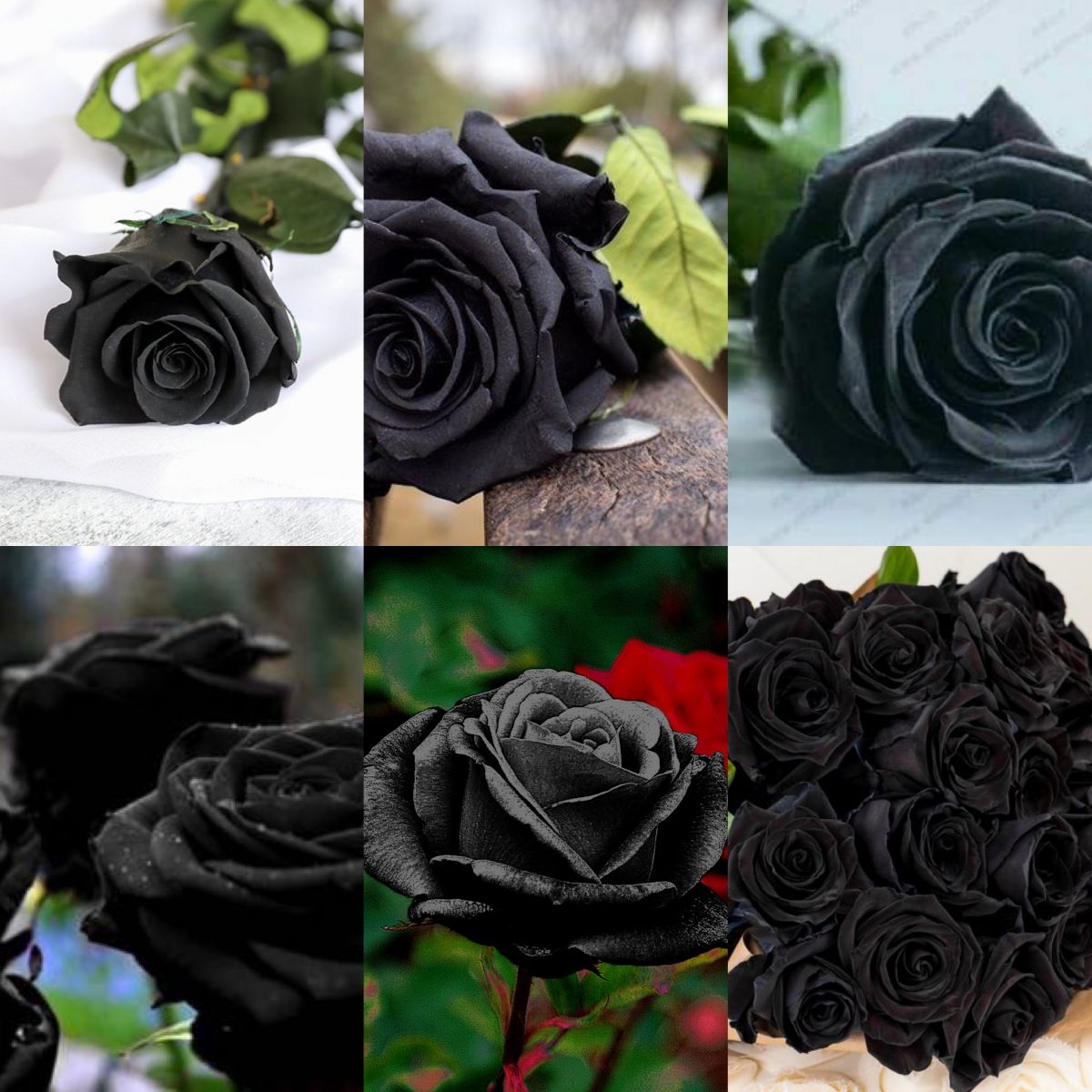 Кому и когда дарят черные розы: наблюдения флористов