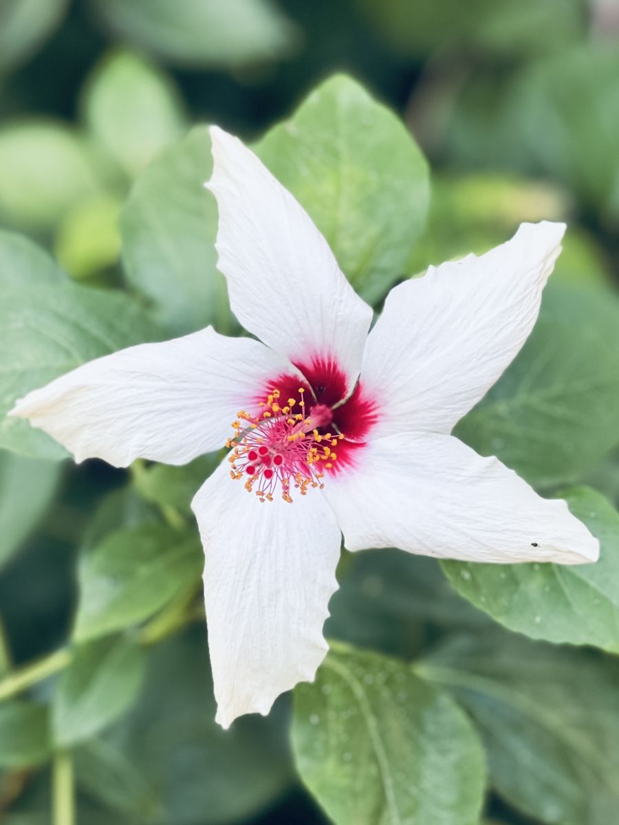 белый цветок гибискуса