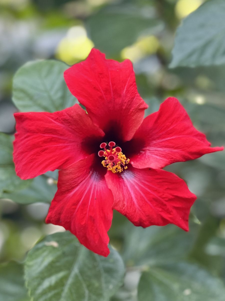 красный цветок гибискуса
