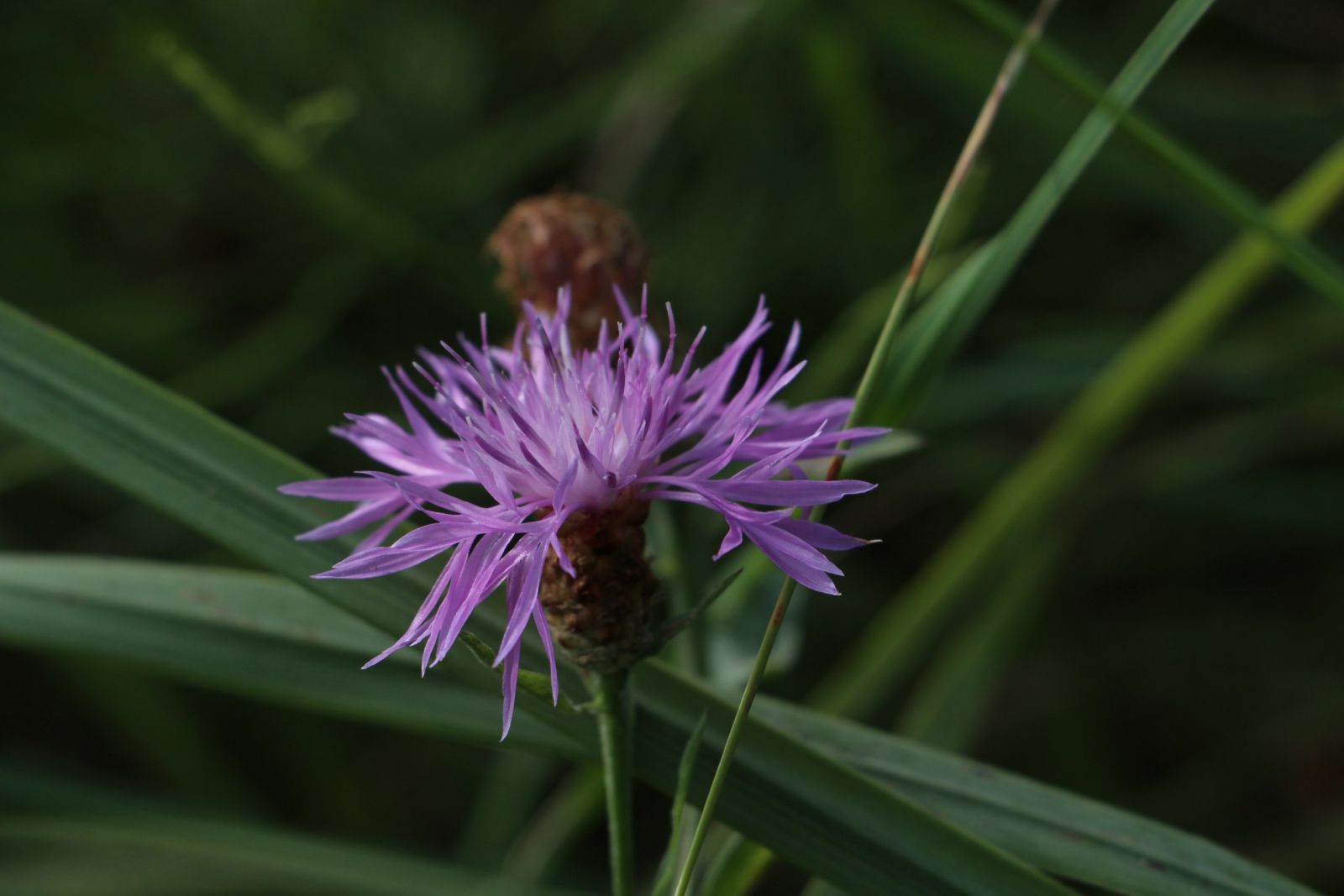 Фиолетовые полевые цветы (126 фото)