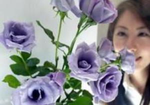 Ученые вырастили голубые розы и цветы, светящиеся в темноте