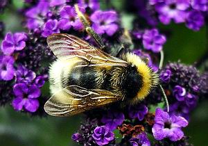 Запах экзотических и далеких цветов привлекает самцов европейских пчел в гораздо большей степени, чем запах представителей их вида. 