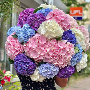 Hydrangeas