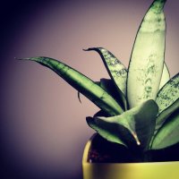 10 комнатных растений, которые невозможно убить