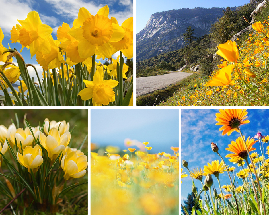 17 Reasons to Give Yellow Flowers (Part 2)