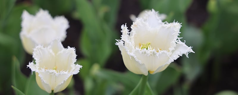 белый тюльпан мохровый