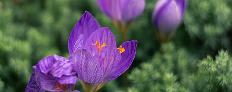 цветы крокус фиолетовый