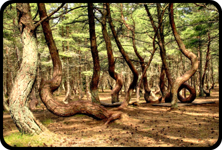 Загадка танцующего леса