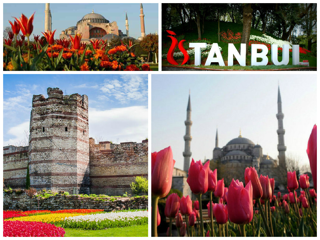 Праздники в стамбуле. Фестиваль тюльпанов в Стамбуле. Стамбул на майские праздники. Стамбул тюльпаны. Тур на фестиваль тюльпанов в Стамбуле.