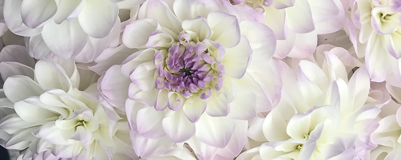георгина біло-рожева квітка