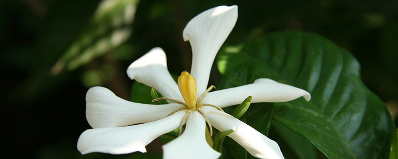 біла гарденія квітка