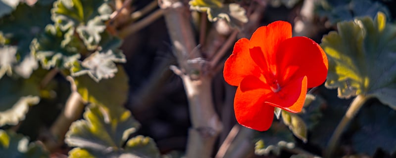 цветок красной герани