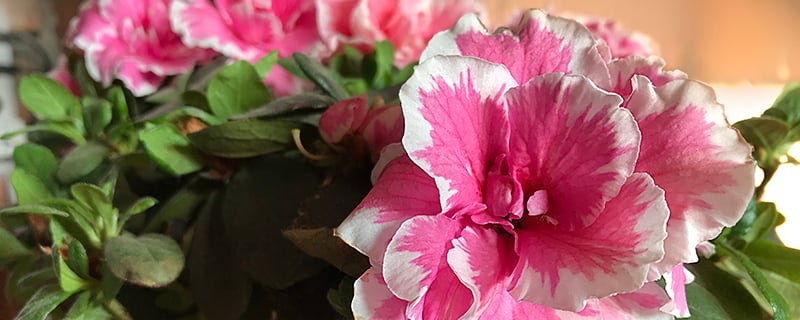 бело-розовая азалия цветок