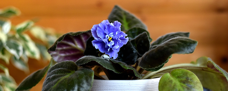 цветок голубая фиалка