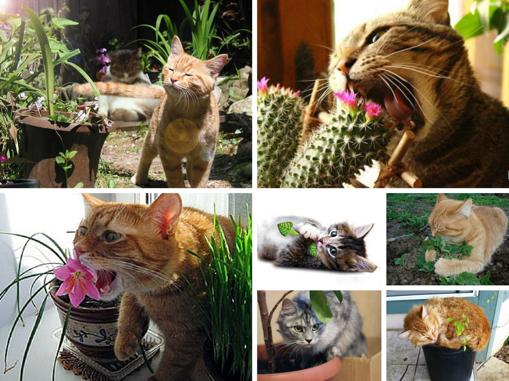 Тюльпаны для кошек ядовиты или нет. Комнатные растения безопасные для кошек. Безопасные комнатные цветы для животных. Защита от кота. Цветы вредные для кошек.