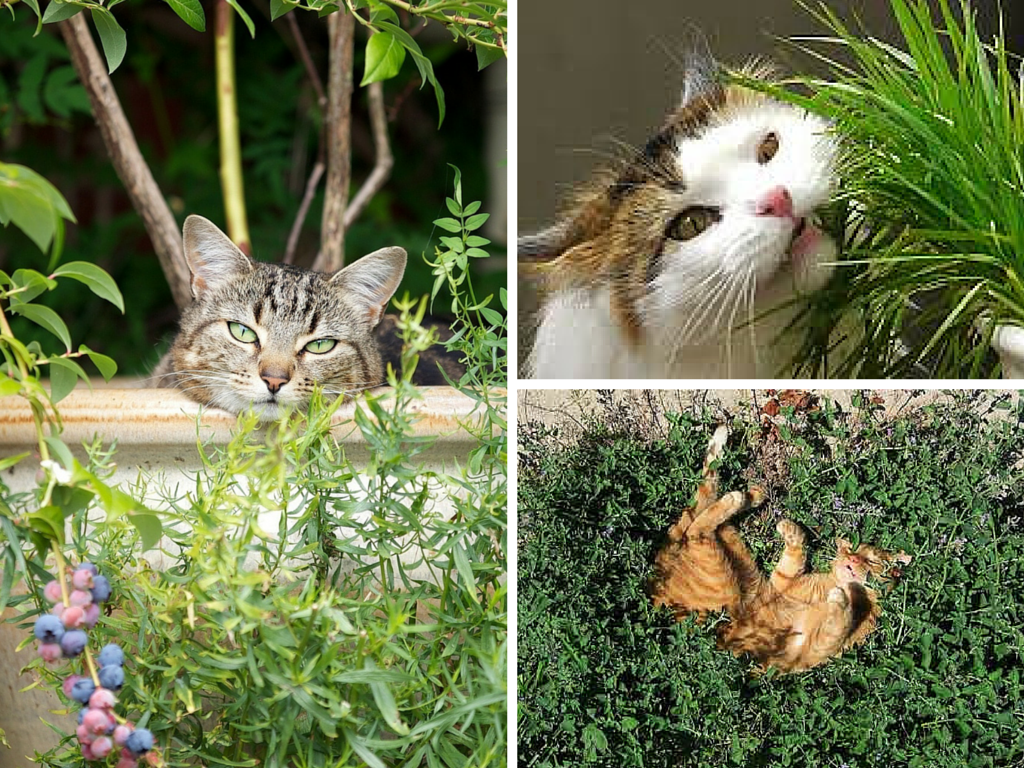 Тюльпаны для кошек ядовиты или нет. Кошки и растения. Ядовитые цветы для кошек. Кот растение. Токсичные растения для кошек.