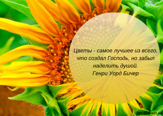 Цветы открытки с фразами