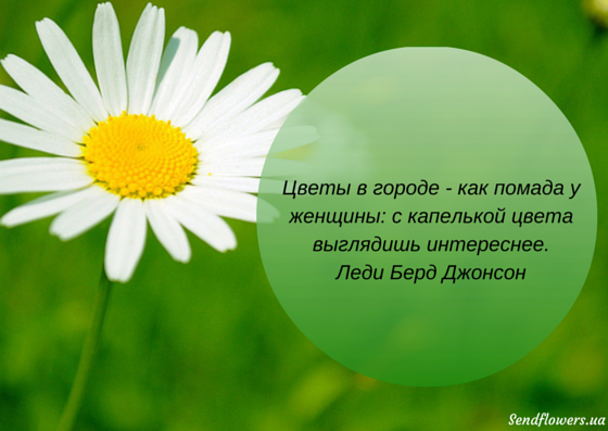 Картинки красивые с цитатами про все в цветах
