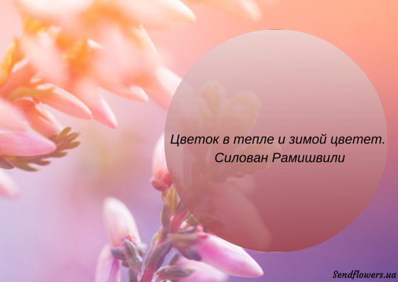 Афоризмы про цветы