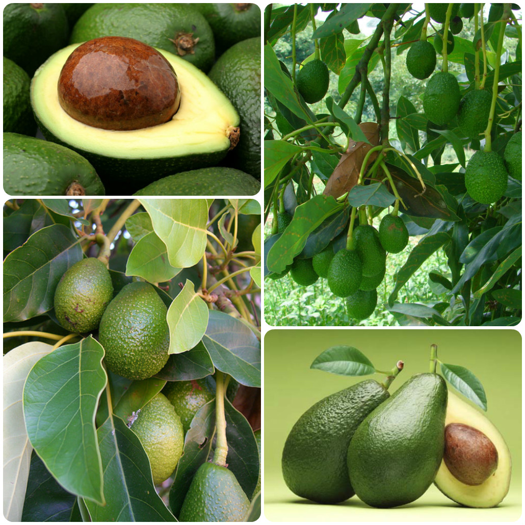Советы, как вырастить авокадо в домашних условиях