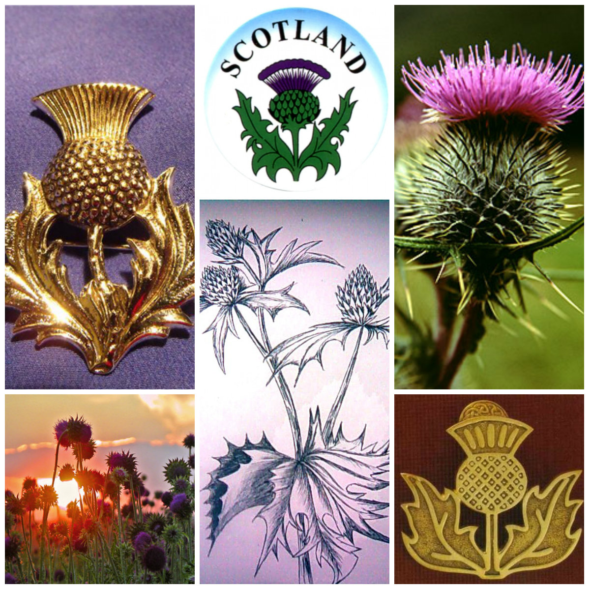 Национальный цветок Шотландии чертополох. Национальный символ Шотландии чертополох. Чертополох символ Шотландии. Цветок чертополоха символ Шотландии.