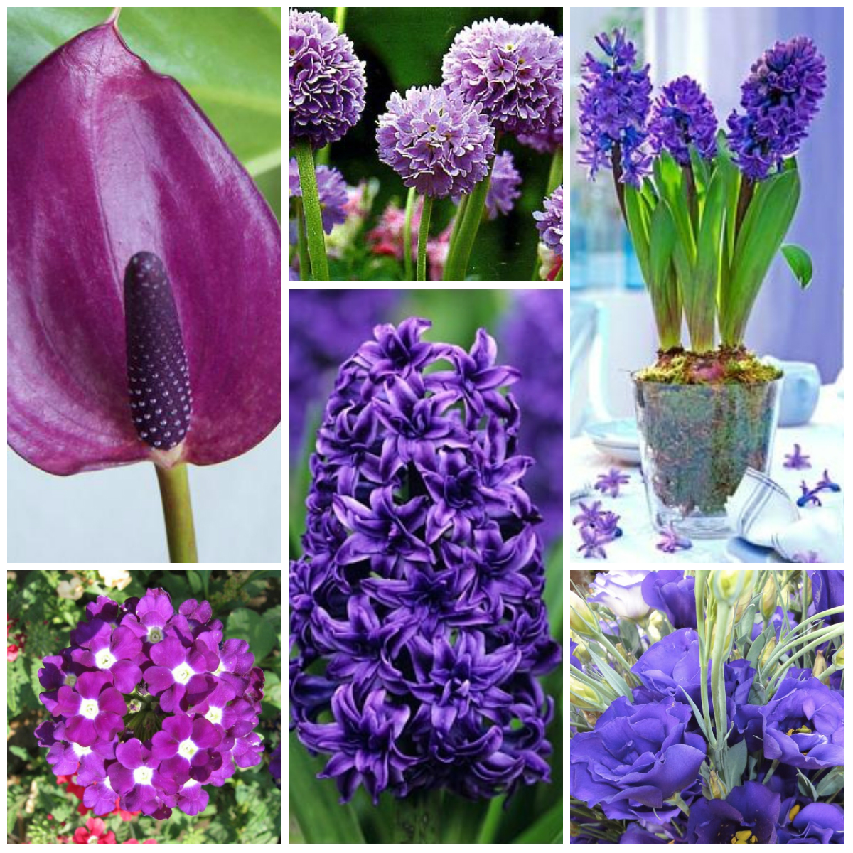 Комнатные Цветы Фиолетового Цвета Названия И Фото