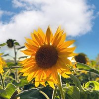 The main Ukrainian flowers: photos, symbols and meanings