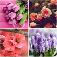 Какие цветы подарить девушке исходя из ее знака зодиака?