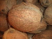 Кокос — орех с удивительными свойствами