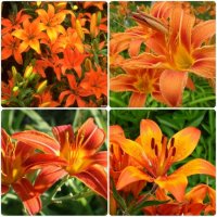 Невероятные шарм и обаяние: оранжевые лилии