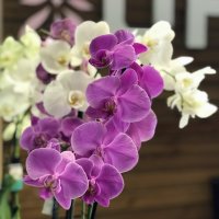 Орхидея: драгоценность среди цветов