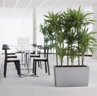 Полезные растения для офиса