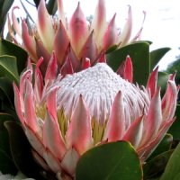 Протея – экзотический цветок из Африки