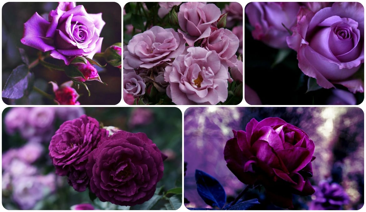 Фиолетовые розы – редкие цветы для единственной и неповторимой