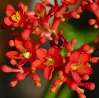 Растение ятрофа: уход, сорта и свойства