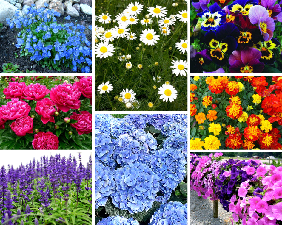 Цветы С Весны До Осени Фото