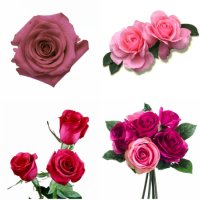 Розы цвета фуксии – элегантность и изысканность в одном букете