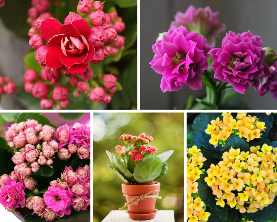 15 самых красивых и самых ярких цветущих комнатных растений