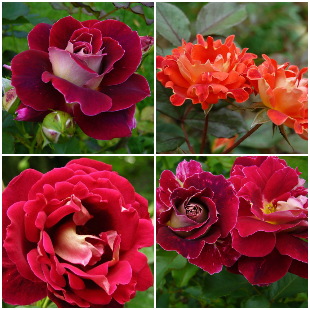 Самые красивые цветы розы