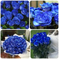 Синие розы – cамые экстравагантные цветы на планете