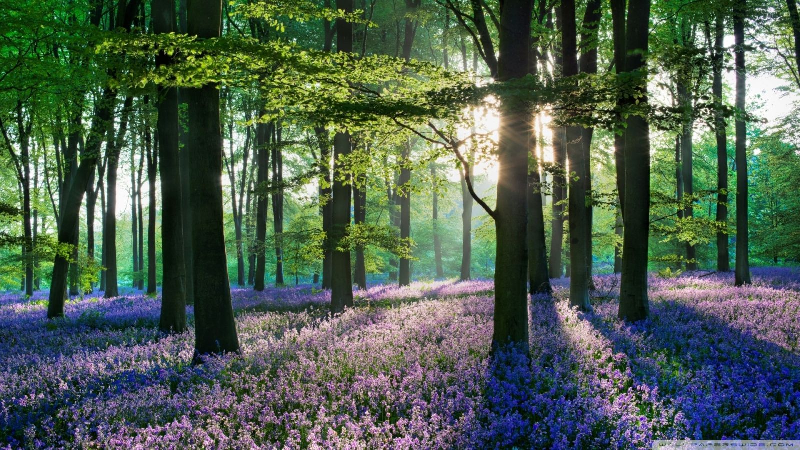 Синий лес в Бельгии