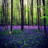 «Синий лес» Халлербос в Бельгии: сказка наяву