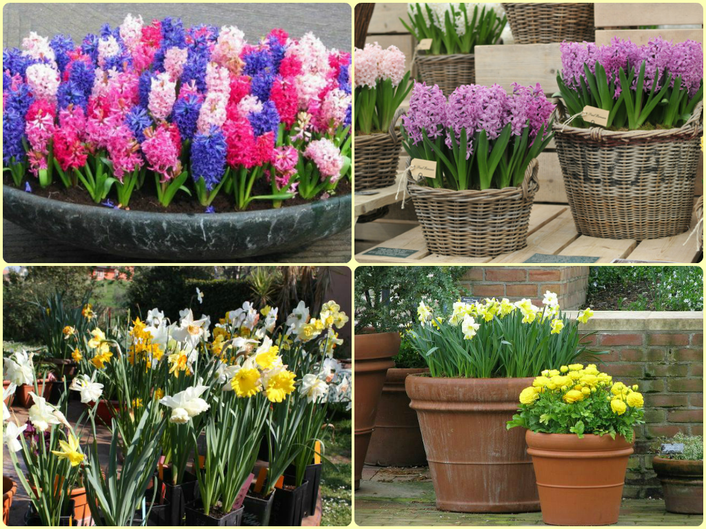 Какие цветы можно сажать в апреле. Огородные цветы. Цветы которые растут в саду. Цветы которые сажают. Комнатные и садовые растения.