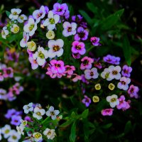 Цветочный ковер в саду: цветы алиссум