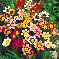 Цветок спараксис: виды, посадка и уход