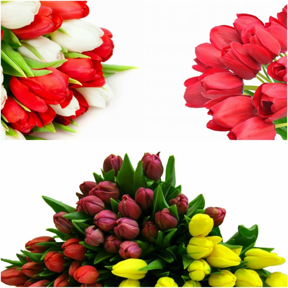 krasiviye_tulpani krasiviye_tulpani