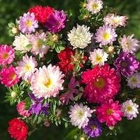Types of flowers: names, photos, feature