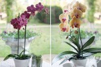 Вопрос века: почему не цветут орхидеи? Решаем проблему и наслаждаемся!