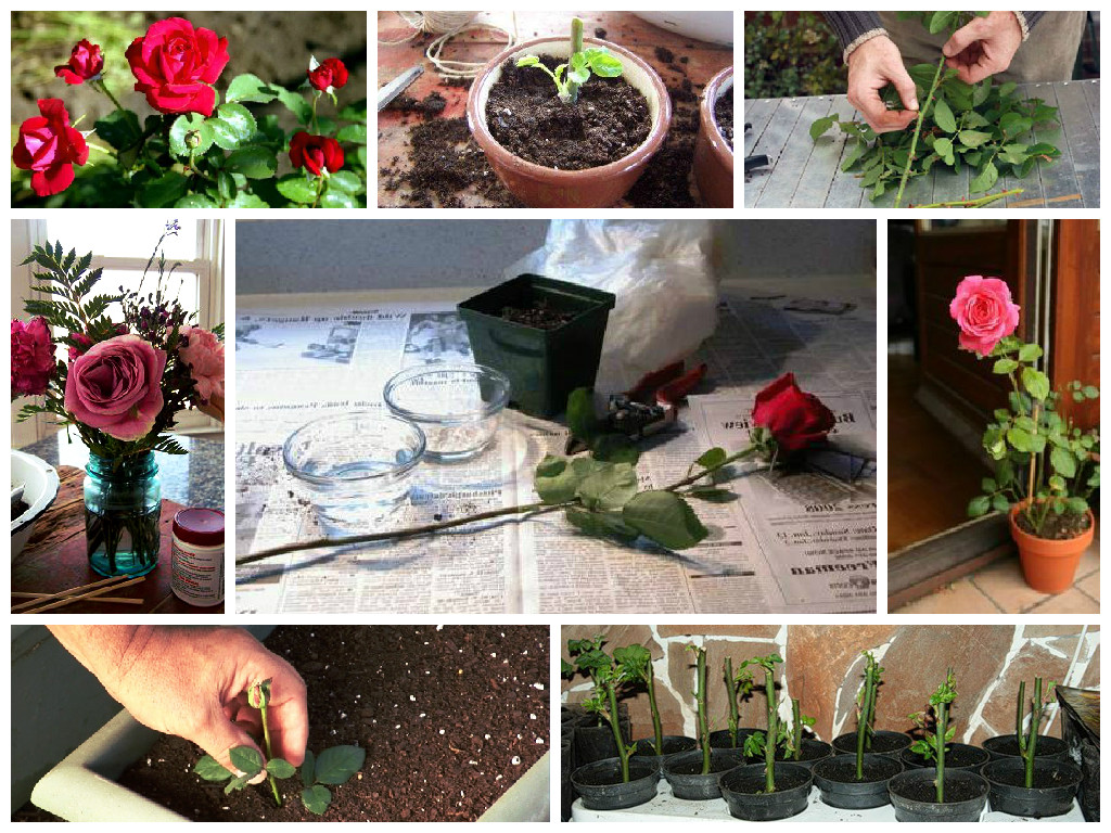 Как вырастить розу из черенка: простые советы