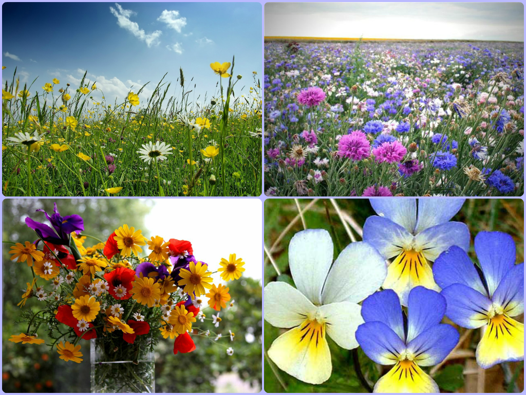 Для чего пахнут цветы. Весенние разноцветные цветы которые пахнут. Комнатные цветы которые пахнут. Цветы которые пахнут медом. Ароматные цветы словосочетание.